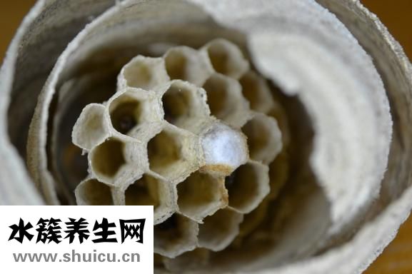 如何鑒別蜂蜜