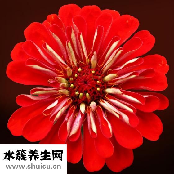 大舌頭怎么辦