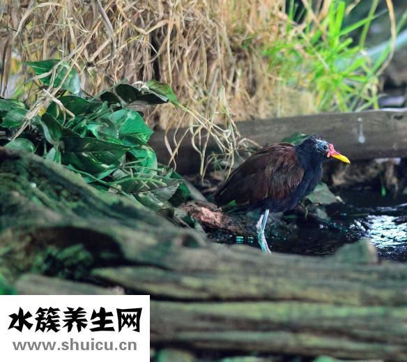 頭發白了怎么辦