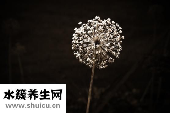 墨魚干怎么吃