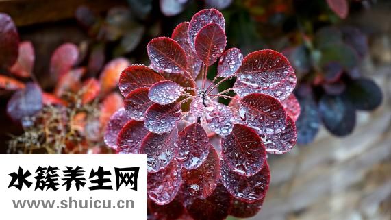 曬黑怎么辦