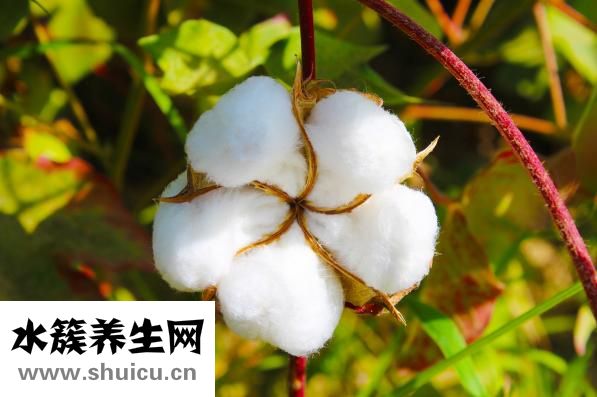 白脫是什么