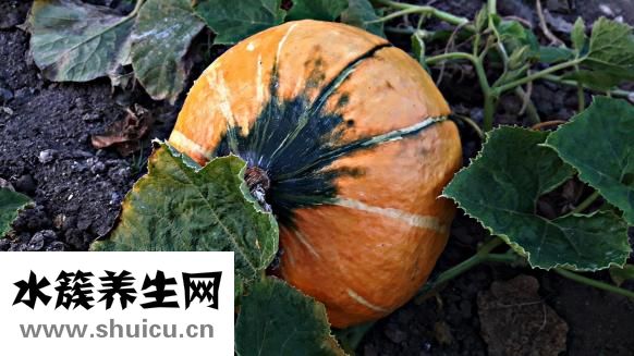 灰灰菜怎么吃