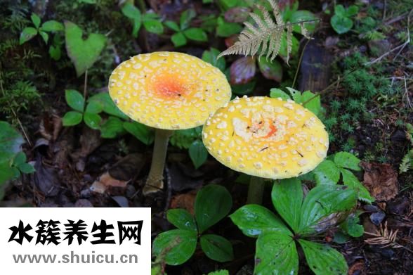 腳氣是什么癥狀