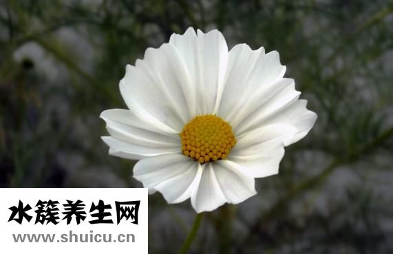 缺鉀吃什么好