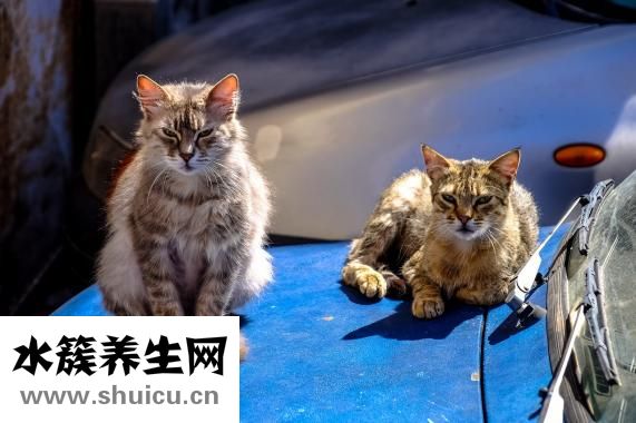 寶寶發熱怎么辦