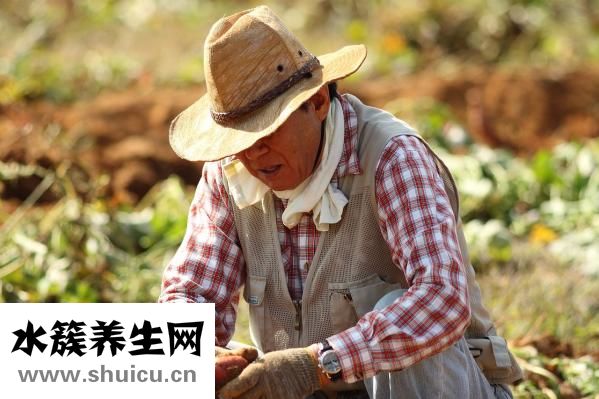 鳳梨是什么