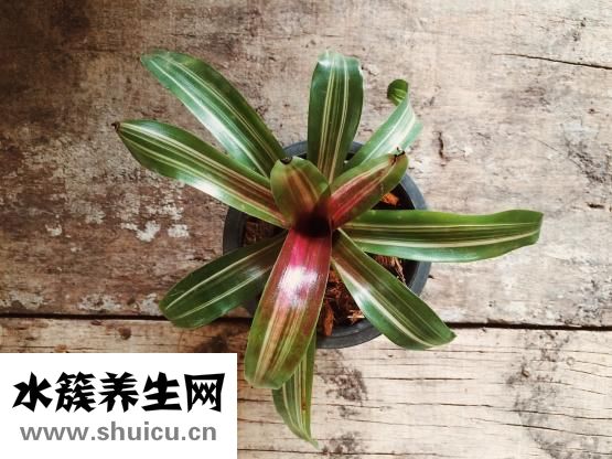 鳳梨是什么