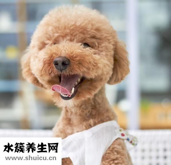 夾板怎么用