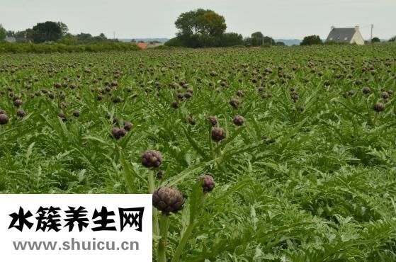 蘆薈怎么澆水
