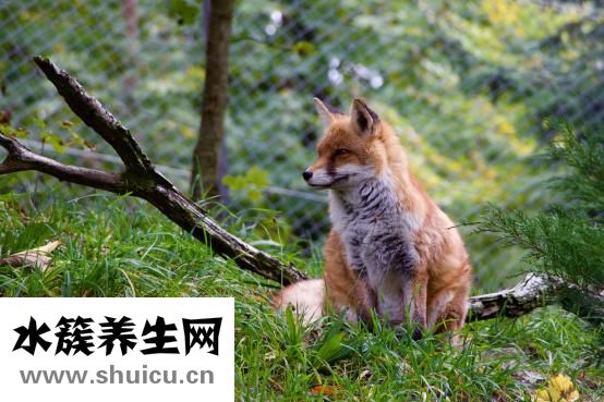 無痛人流多少