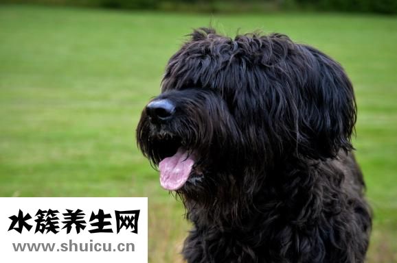 舌頭發白是怎么回事