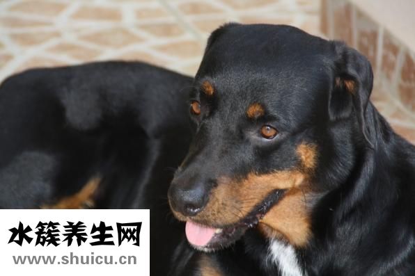 氣喘怎么辦