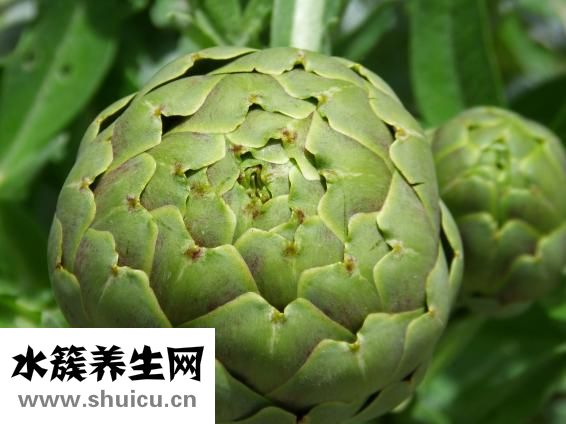 蘆薈怎么澆水