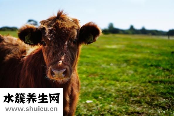 怎么選擇奶粉