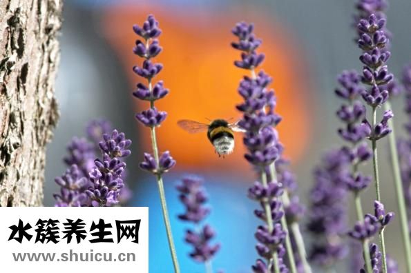 如何去除祛斑