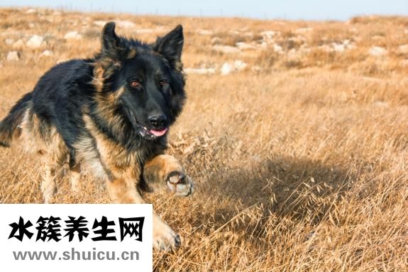 狗寶是什么