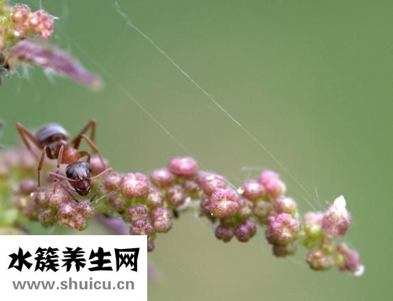 腦震蕩怎么辦