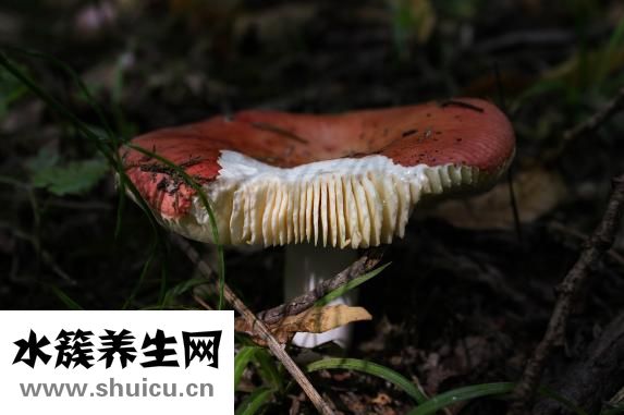 備孕需要多久