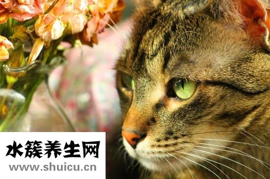 鼻梁怎么增高
