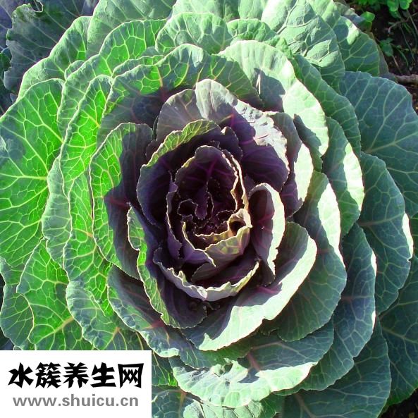 蔥白是什么