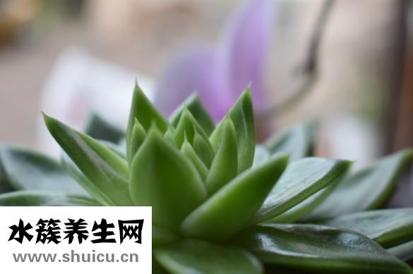 怎么蒸雞蛋糕