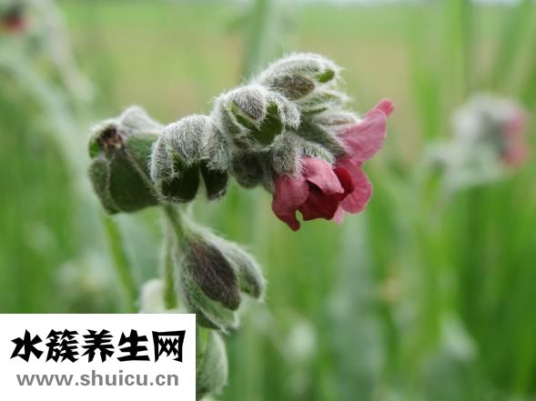 舌頭發白是怎么回事