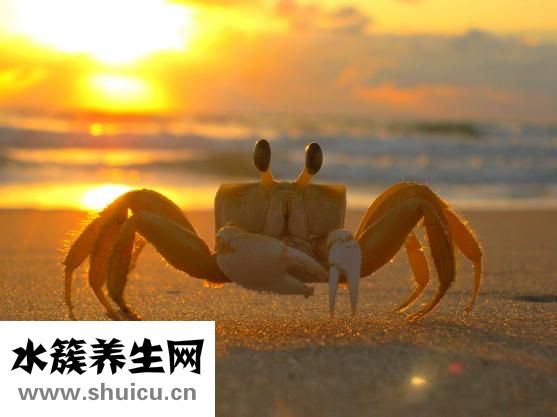 如何吃螃蟹