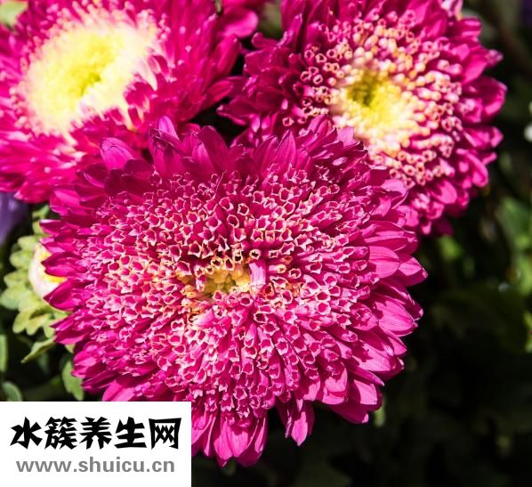 金毛犬怎么養
