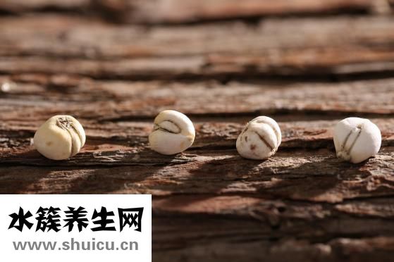 貝母是什么