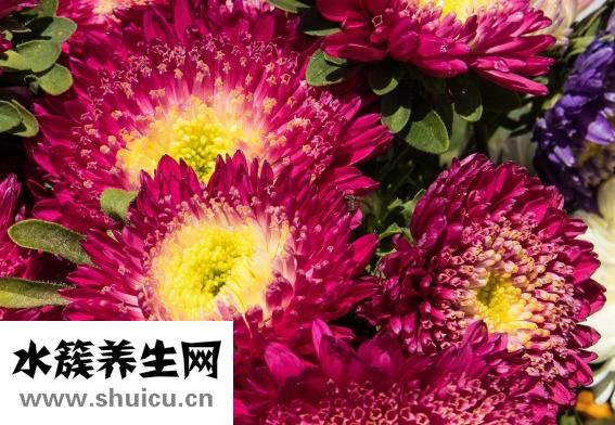 蓮花什么時候開