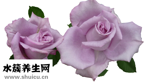 情人節送什么花