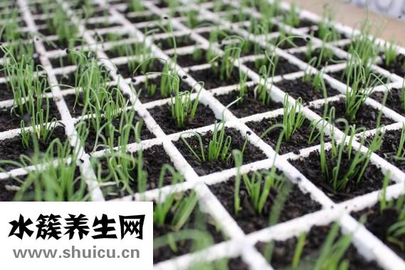 甘藍是什么