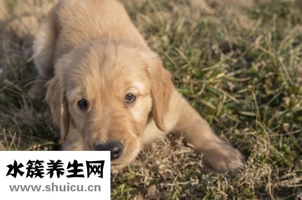 金毛犬怎么養