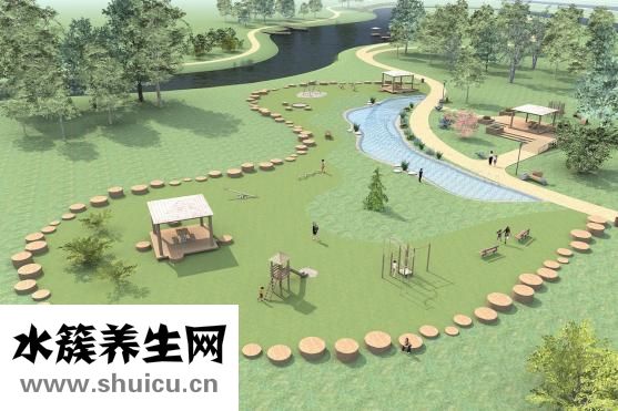 碰碰香怎么養