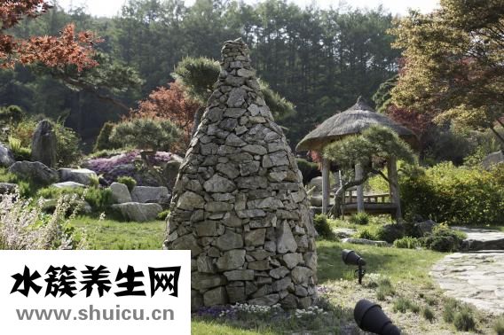 碰碰香怎么養