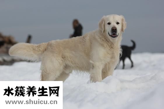 金毛犬怎么養