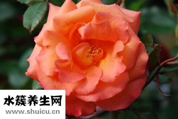 情人節送什么花