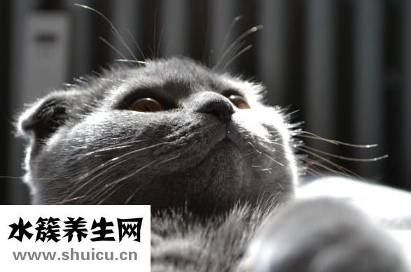 魚鰾是什么
