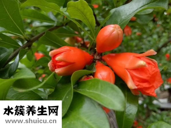 石榴花怎么養