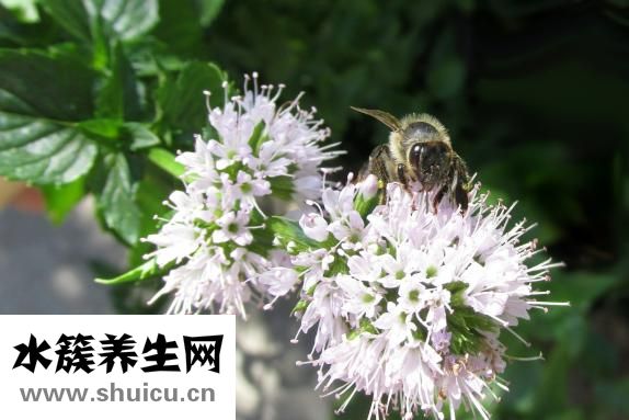 怎么祛斑好