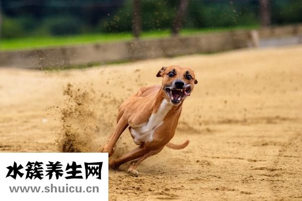 怕狗怎么辦