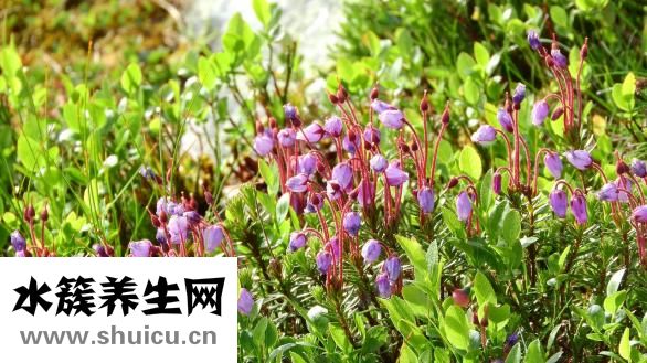 觀音土是什么