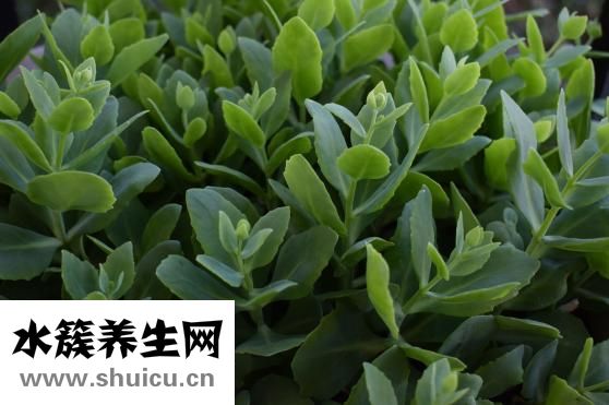 氣溶膠是什么