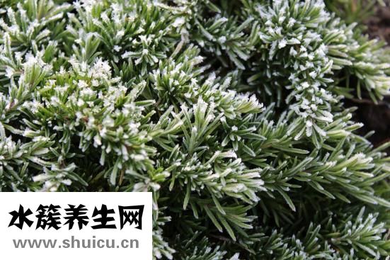 石蠟是什么