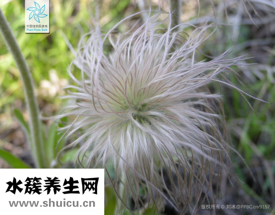 白頭翁吃什么