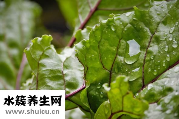 白頭翁吃什么