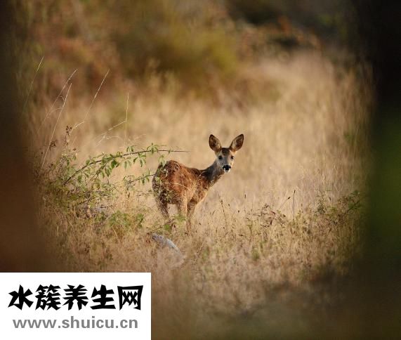 魚子怎么吃