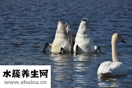 如何促進血液循環