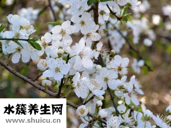 吃什么粥養胃